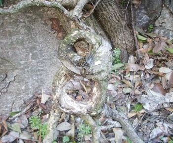 f:id:bzn-a:20090314225012j:image