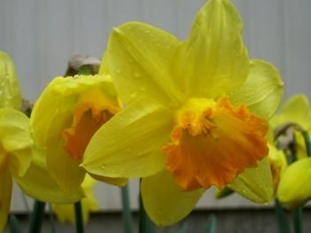 f:id:bzn-a:20090320205842j:image