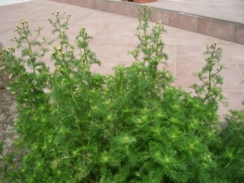 f:id:bzn-a:20090416235950j:image