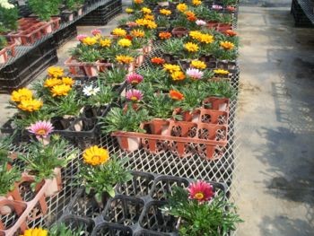 f:id:bzn-a:20090419225646j:image