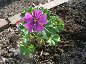 f:id:bzn-a:20090419225649j:image