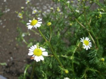f:id:bzn-a:20090426203956j:image