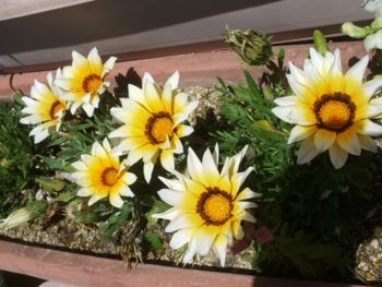 f:id:bzn-a:20090427215054j:image f:id:bzn-a:20090427215054j:image
