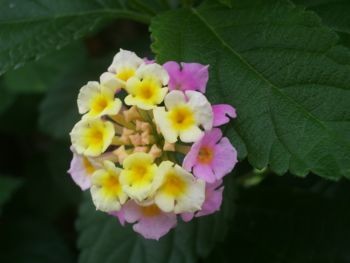 f:id:bzn-a:20090528002356j:image f:id:bzn-a:20090528002356j:image