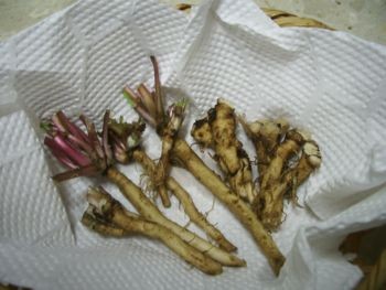 f:id:bzn-a:20090606225014j:image f:id:bzn-a:20090606225014j:image
