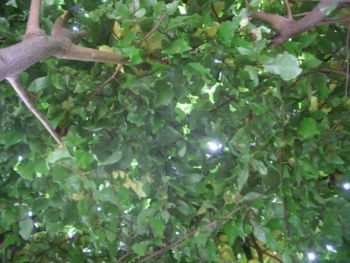 f:id:bzn-a:20090618225104j:image