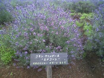 f:id:bzn-a:20090622234914j:image