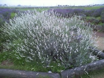 f:id:bzn-a:20090622235857j:image