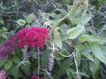f:id:bzn-a:20090623000127j:image