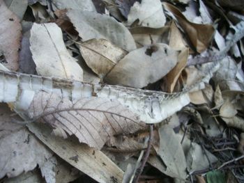 f:id:bzn-a:20090625215712j:image