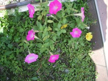 f:id:bzn-a:20090824214519j:image f:id:bzn-a:20090824214519j:image