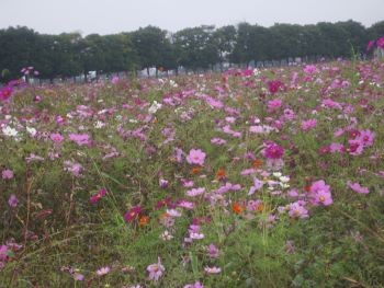 f:id:bzn-a:20091024221230j:image