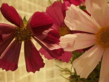 f:id:bzn-a:20091024222653j:image