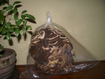 f:id:bzn-a:20100104221627j:image