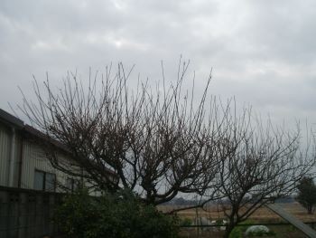f:id:bzn-a:20100111230057j:image