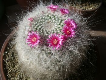 f:id:bzn-a:20100111230235j:image