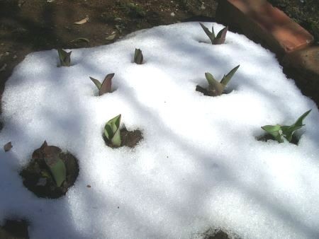 f:id:bzn-a:20100311223916j:image