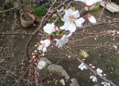 f:id:bzn-a:20100326224500j:image