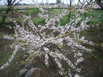 f:id:bzn-a:20100405222401j:image
