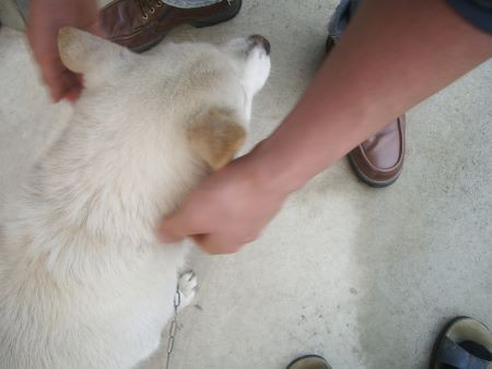 f:id:bzn-a:20100428210006j:image