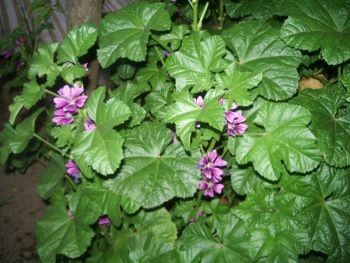 f:id:bzn-a:20100523214135j:image