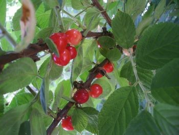 f:id:bzn-a:20100605234331j:image