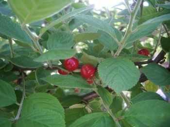 f:id:bzn-a:20100605234451j:image