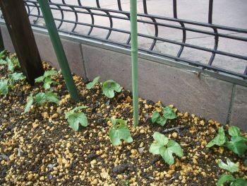 f:id:bzn-a:20100612224807j:image