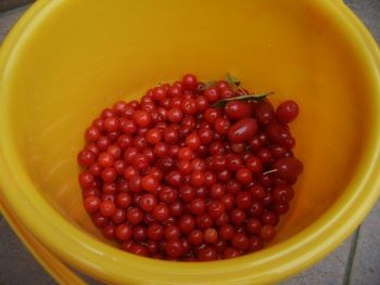 f:id:bzn-a:20100613224700j:image
