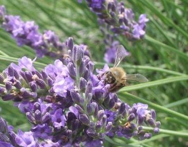 f:id:bzn-a:20100702224806j:image