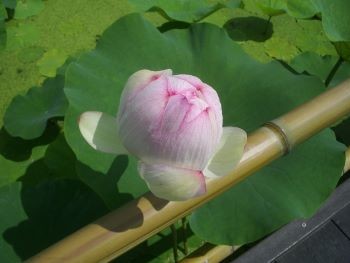 f:id:bzn-a:20100704235524j:image