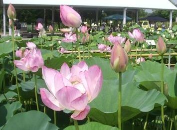 f:id:bzn-a:20100704235525j:image