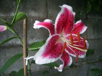 f:id:bzn-a:20100716213413j:image