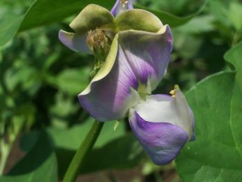 f:id:bzn-a:20100726201729j:image