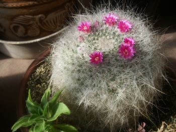 f:id:bzn-a:20101218234027j:image