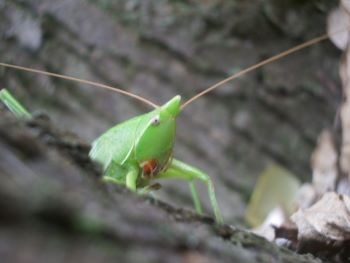 f:id:bzn-a:20101221200512j:image