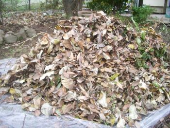 f:id:bzn-a:20101221200514j:image
