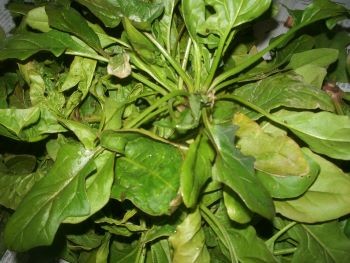 f:id:bzn-a:20110131210059j:image