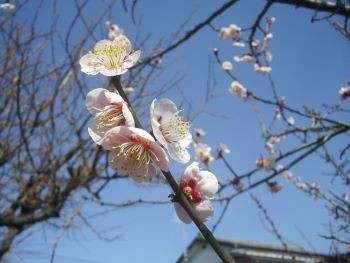f:id:bzn-a:20110225180721j:image