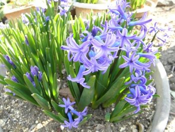 f:id:bzn-a:20110329225725j:image f:id:bzn-a:20110329225725j:image