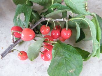 f:id:bzn-a:20110517213740j:image
