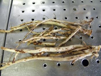 f:id:bzn-a:20110526003555j:image