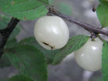 f:id:bzn-a:20110611223746j:image