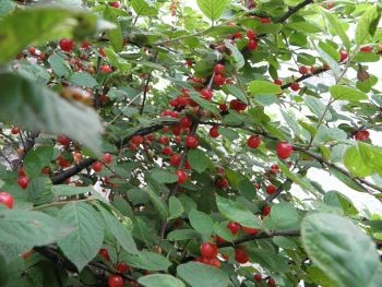 f:id:bzn-a:20110611223747j:image