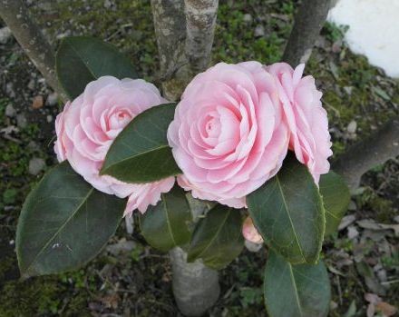 f:id:bzn-a:20120406223937j:image