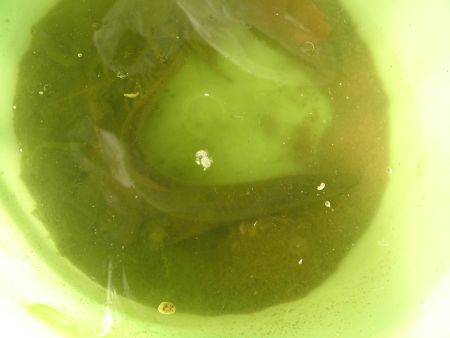 f:id:bzn-a:20121206231501j:image f:id:bzn-a:20121206231501j:image