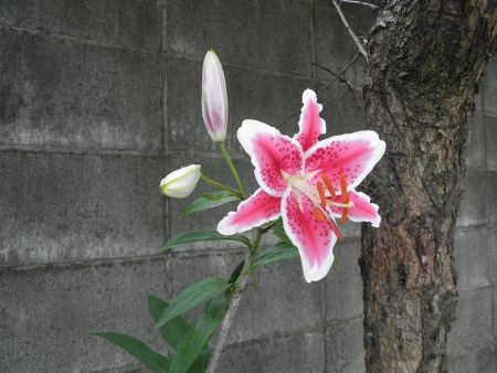 f:id:bzn-a:20140716232243j:image