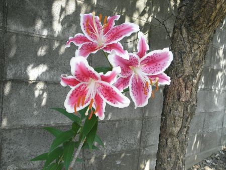 f:id:bzn-a:20140716232244j:image