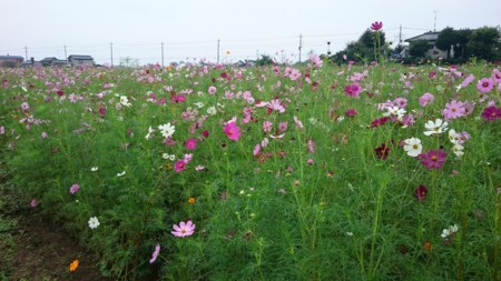 f:id:bzn-a:20160928141116j:image