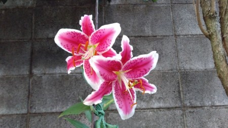 f:id:bzn-a:20170716140738j:image